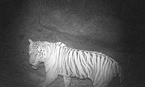 50 வருடங்களுக்கு பிறகு காவேரி வன விலங்கு சரணாலயத்தில் தென்பட்ட புலிகள்..!