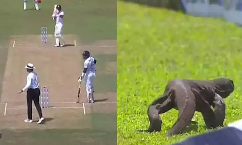 இலங்கை-ஆப்கானிஸ்தான் டெஸ்ட்; மைதானத்திற்குள் நுழைந்த உடும்பு - வீடியோ வைரல்