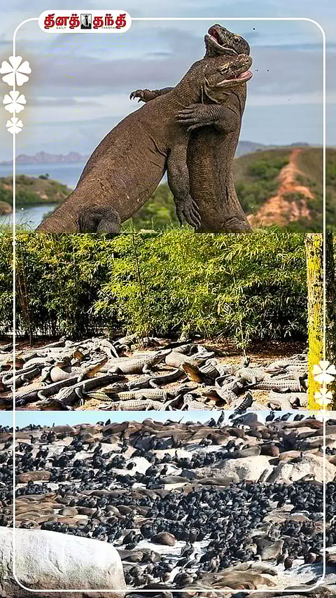 திடுக்கிட வைக்கும் திகில் தீவுகள்...!