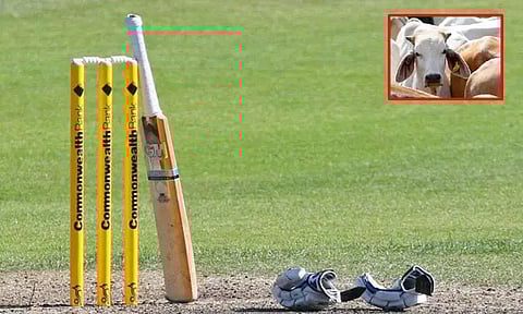 ஆடுகளத்தை சேதப்படுத்திய மாடுகள்; ரத்தான கிரிக்கெட் போட்டி - எங்கு தெரியுமா..?