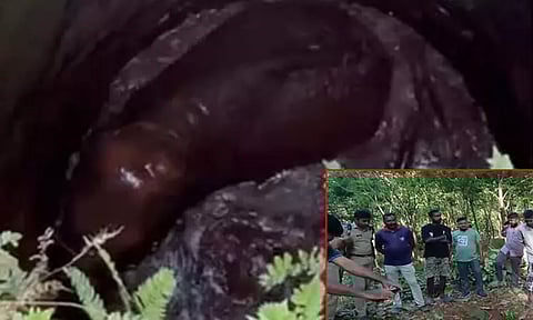 20 அடி ஆழ கிணற்றில் தவறி விழுந்த குட்டி யானை: மீட்புப் பணிகள் தீவிரம்