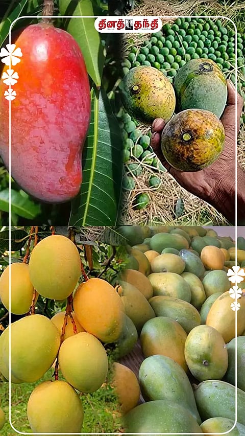 மாம்பழத்தில் இத்தனை ரகங்களா..! வாங்க பார்க்கலாம்.