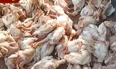 5 மாவட்டங்களுக்கு பறவைக்காய்ச்சல் அலார்ட்