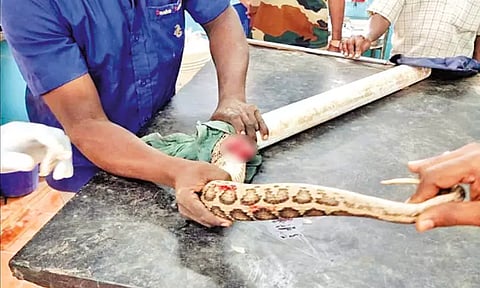 காயம் அடைந்த கண்ணாடி விரியன் பாம்புக்கு 12 தையல் போட்டு சிகிச்சை.. வைரல் வீடியோ