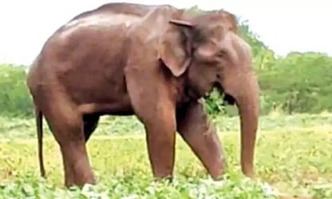 மக்னா யானை விவகாரம்; கலெக்டருக்கு அதிகாரம் இல்லை- கேரள ஐகோர்ட்டு அதிரடி