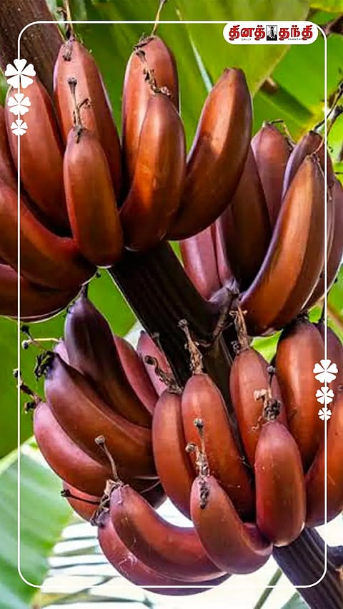 செவ்வாழை பழத்தின் நன்மைகள்..!