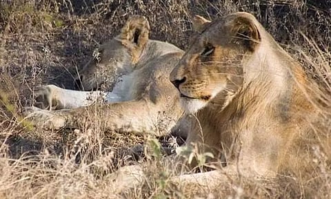 அக்பர், சீதா என சிங்கங்களுக்கு பெயர் வைத்த வன அதிகாரி சஸ்பெண்ட்