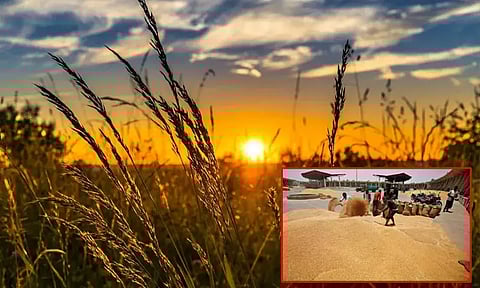 2024-25 ஆண்டுக்கான ரபி பருவ கோதுமை கொள்முதலுக்கான இலக்கு 32 மில்லியன் டன்களாக நிர்ணயம்