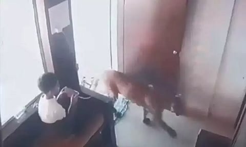 அறைக்குள் புகுந்த சிறுத்தைப்புலி; புத்திசாலியாக செயல்பட்ட சிறுவன்: வைரல் வீடியோ