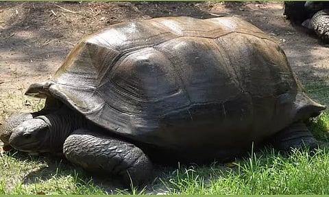 பிரபல சாணக்யா ஆமை 125வது வயதில் உயிரிழப்பு