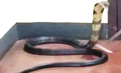 வனத்தை விட்டு வீட்டுக்குள் புகுந்த ராஜநாகம்