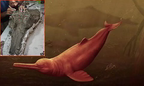 அமேசான் மழைக்காட்டில் மிகப்பெரிய பழங்கால டால்பின் மண்டை ஓடு கண்டுபிடிப்பு