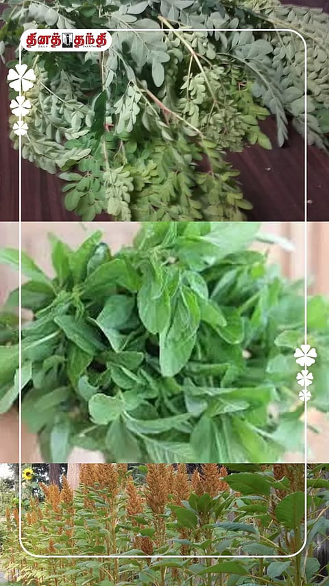 மருத்துவ குணம் நிறைந்த கீரை.