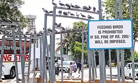 புறாக்களுக்கு இரை வழங்கினால் ரூ.200 அபராதம்: அறிவிப்பு பலகையால் மக்கள் அதிர்ச்சி