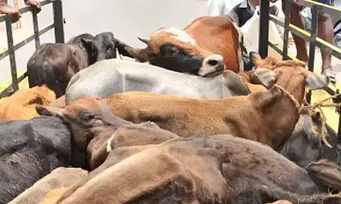 பசு கடத்தல் விவகாரம்.. ராஜஸ்தானில் வாகனத்தை வழிமறித்து 4 பேரை அடித்து உதைத்த மக்கள்