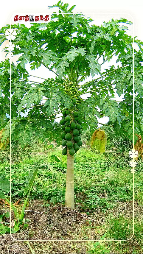 மருத்துவ குணம் நிறைந்த பப்பாளி இலை..!