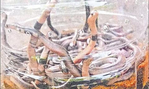 மாட்டு தொழுவத்தில் 52 குட்டிகளுடன் பதுங்கியிருந்த ராஜநாகம்.. விவசாயி அதிர்ச்சி