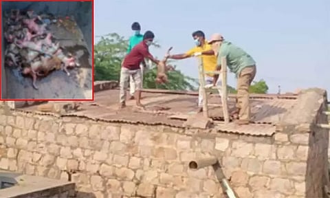 பொதுமக்கள் பயன்படுத்தி வந்த குடிநீர் தொட்டியில் செத்து மிதந்த 30 குரங்குகள்