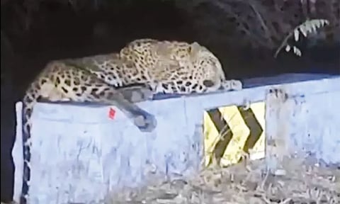 திம்பம் மலைப்பாதை தடுப்புச்சுவரில் படுத்து தூங்கிய சிறுத்தைப்புலி - வாகன ஓட்டிகள் அச்சம்