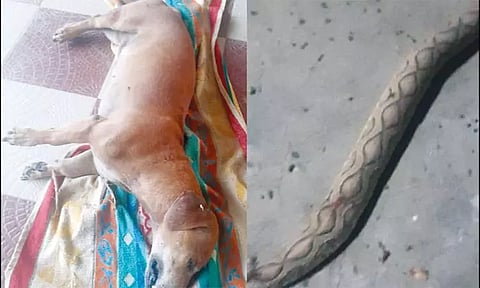 குடும்பத்தினருடன் அளவு கடந்த பாசம்: குழந்தைகளை காப்பாற்ற பாம்புடன் சண்டையிட்டு உயிரைவிட்ட நாய் - நெகிழ்ச்சி சம்பவம்