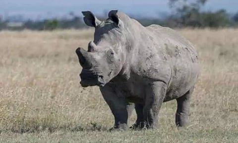 அசாம்; காண்டாமிருக தாக்குதல் மற்றும் வனத்துறையினரின் துப்பாக்கிச் சூட்டில் இருவர் படுகாயம்