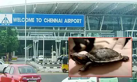 தாய்லாந்தில் இருந்து கடத்தி வரப்பட்ட 500 அரிய வகை ஆமைகள் - சென்னை விமான நிலையத்தில் பறிமுதல்