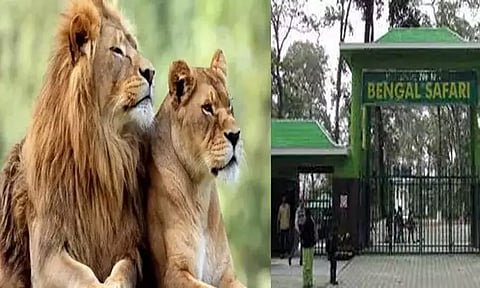 'அக்பர் - சீதா' பெயரால் எழுந்த சர்ச்சை.. சிங்கங்களுக்கு சூட்டப்பட்ட பெயர் மாற்றம்