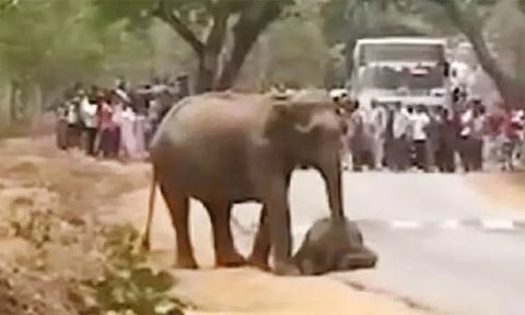 புலி தாக்கியதில் குட்டி யானை உயிரிழப்பு: உடலை எடுக்க விடாமல் தாய் யானை பாச போராட்டம்