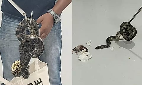 பாங்காக்-பெங்களூரு விமானத்தில் கடத்திய அரிய வகை அனகோண்டா பாம்பு குட்டிகள் பறிமுதல்