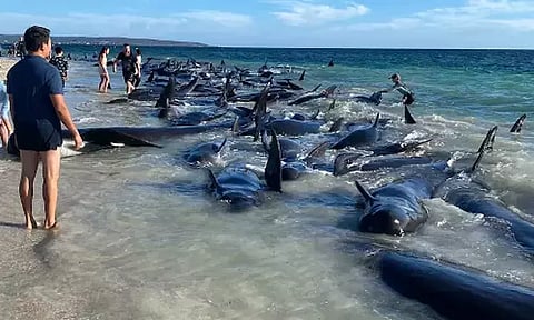கூட்டம் கூட்டமாக கரை ஒதுங்கிய திமிங்கலங்கள் -ஆஸ்திரேலியாவில் பரபரப்பு