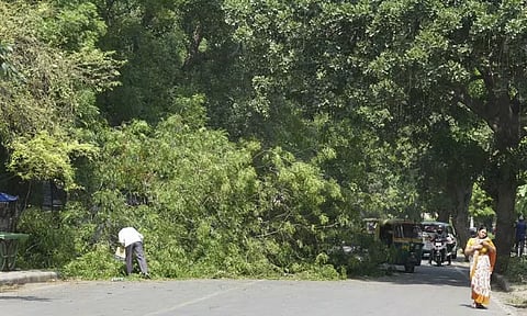 Commuters pass by a fallen tree a day after a dust storm hit Delhi