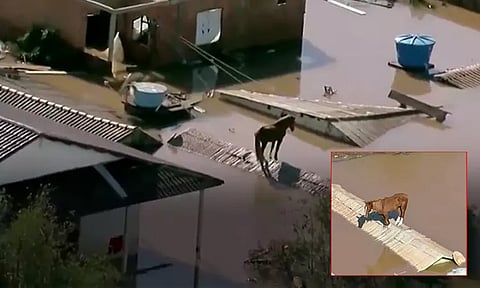 பிரேசிலில் கனமழை; பல மணிநேரம் கட்டிட மேற்கூரை மேல் தவித்தபடி நின்ற குதிரை