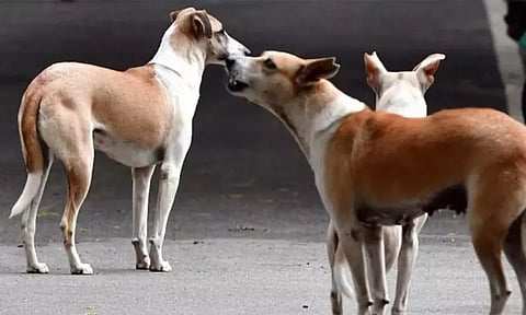 விரட்டி விரட்டி கடிக்கும் தெருநாய்கள்.. அருணாசல பிரதேச இரட்டை தலைநகர மக்கள் அச்சம்