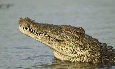 கோப்புப்படம் 