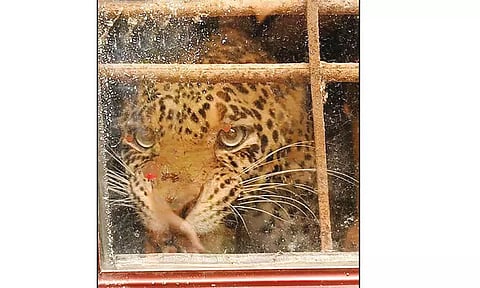 ஆள் இல்லாத வீட்டுக்குள் புகுந்த சிறுத்தை: மயக்க ஊசி செலுத்தி பிடித்த வனத்துறையினர்