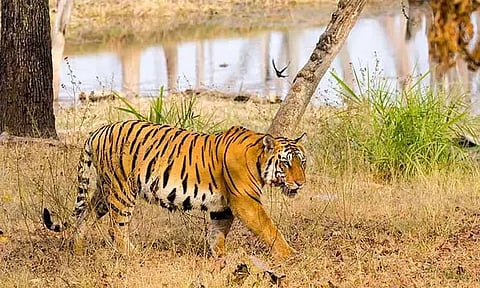 AI based fire detection system, காட்டுத் தீ செயற்கை நுண்ணறிவு