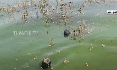 பச்சை நிறத்திற்கு மாறிய வீராணம் ஏரி - பொதுமக்கள், விவசாயிகள் அதிர்ச்சி