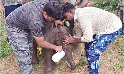 தாயை பிரிந்து தவித்து வரும் குட்டி யானையை முகாமிற்கு அனுப்ப முடிவு?