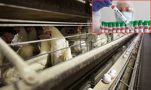 H9N2 Bird Flu Case in India