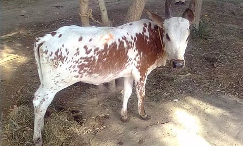 பாகிஸ்தானில் கால்நடை எண்ணிக்கை அதிகரிப்பு