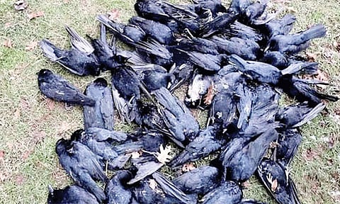 கேரளாவில் காகங்களுக்கும் பரவிய பறவை காய்ச்சல்: கொத்து, கொத்தாக செத்து விழுந்ததால் பரபரப்பு