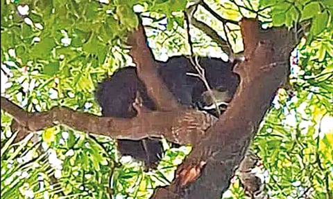 நெல்லை: மணிமுத்தாறு அணை அருகே உலா வந்த கரடியால் பரபரப்பு