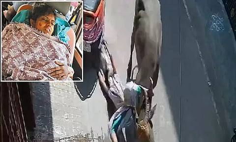 நடந்து சென்ற பெண்ணை முட்டி தூக்கி இழுத்துச்சென்ற எருமை மாடு... சென்னையில் பரபரப்பு