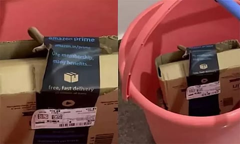 அமேசான் ஆர்டரில் உயிருடன் டெலிவரி செய்யப்பட்ட நாகப்பாம்பு - வீடியோ வைரல்