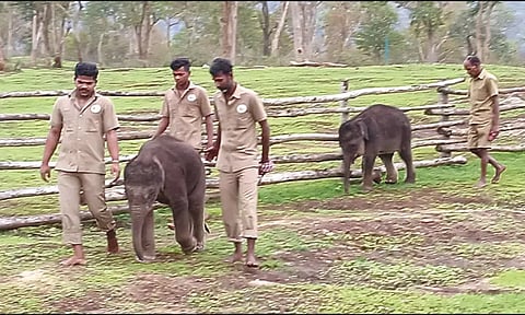 முதுமலையில் தாயை பிரிந்த குட்டி யானைகளை குழந்தைகள் போல் பராமரிக்கும் பாகன்கள்