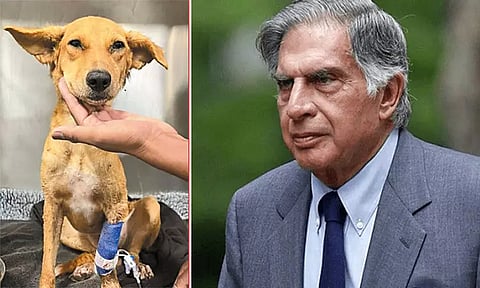 'மும்பை, எனக்கு உங்கள் உதவி தேவை...' - தெரு நாய்க்காக மக்களிடம் உதவி கேட்ட ரத்தன் டாடா