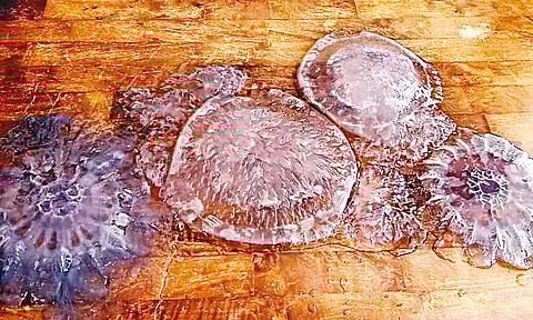 திருச்செந்தூரில் மீண்டும் கரை ஒதுங்கிய ஜெல்லி மீன்கள்: பக்தர்கள் கவனமுடன் புனித நீராட அறிவுறுத்தல்