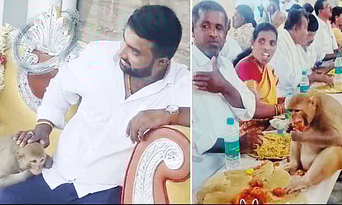 திருமண மண்டபத்துக்குள் புகுந்த குரங்கு.. 8 பேரை கடித்து அட்டகாசம்