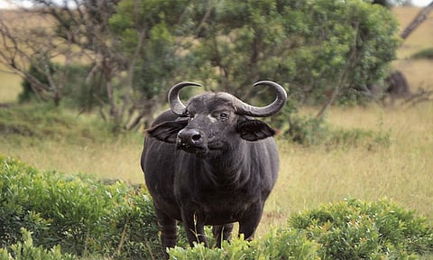 பஞ்சாயத்தை தீர்த்த எருமை