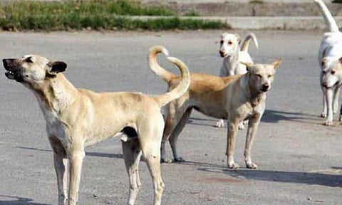 கோப்புப்படம் 